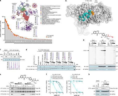 Identification of aminophilic compounds that inhibit the IFIT family of ...