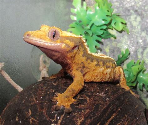 Crested Gecko Morph / Trait Guide - Crested Geckos - MorphMarket ...