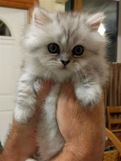 munchkin cat new york