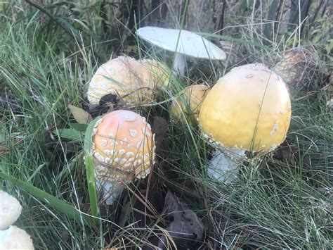 Amanita muscaria var. guessowii (Yellow Orange Fly Agaric) - Mushrooms ...