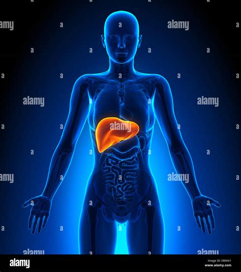 Human Liver Diagram Human Body