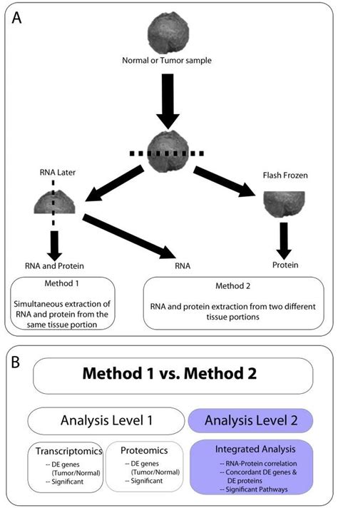 Image result for Process Germline Tissue Sample
