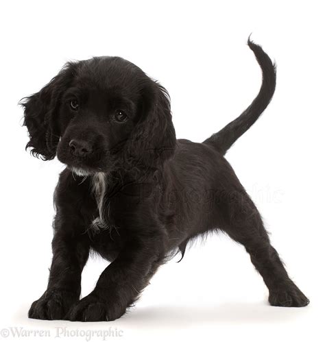 Dog: Playful Black Cocker Spaniel puppy photo WP45918