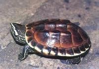 Image result for Name Match Algorithm
