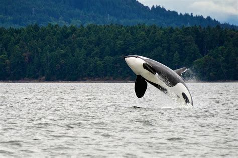 Awesome Orcas: 9 Great Spots To See Killer Whales in the Wild | Wanderlust - where to see orcas in the wild