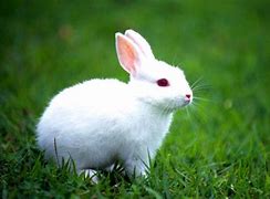 Image result for Cute White Bunny PFP
