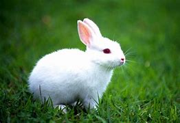 Image result for Black and White Bunny PFP