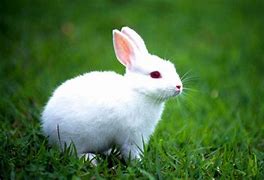 Image result for White Bunny Silhouette