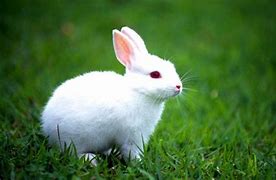 Image result for Bunny Baby On a Fair Black and White