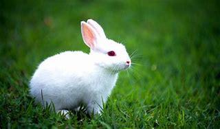 Image result for Cute White Bunny Rabbits