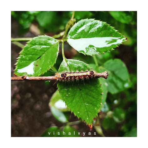 The Brown Tail Moth Caterpillar