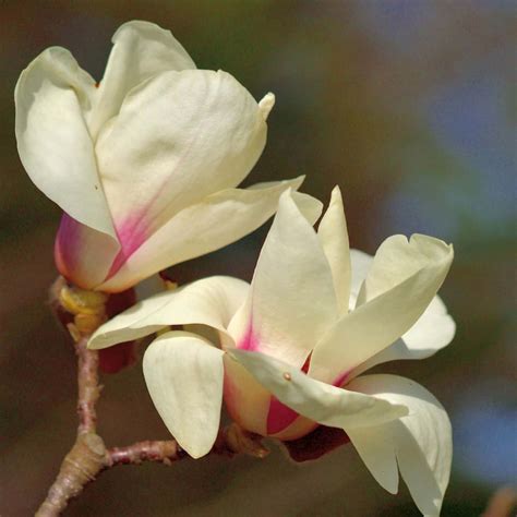 Types of magnolia trees 🌳 🌸 Discover the diverse magnolia family