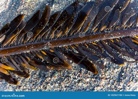 Feather boa kelp stock photo. Image of marine, alga - 102961198