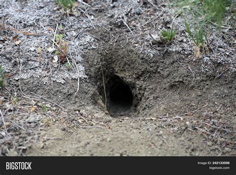 Burrowing Animals In The Ground
