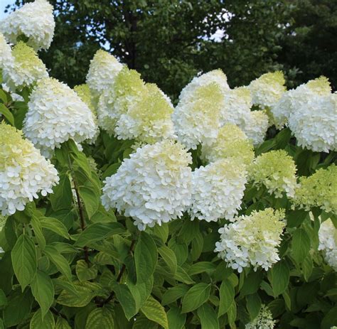 Hydrangea paniculata 'Limelight'
