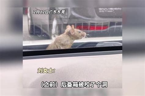 女子堵车时意外发现机头爬出个老鼠