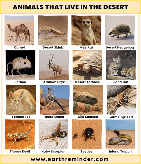 Animals That Live in The Desert Ecosystem