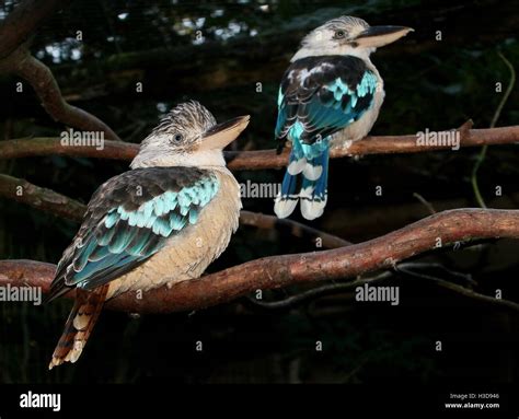 How To Identify Male Vs Female Kookaburra: Field Guide Tips