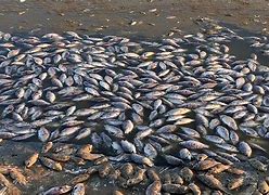 Image result for Dead fish in Ukraine
