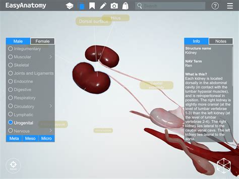 Anatomie Du Chien Mâle Bulbus Glandis The Urogenital System