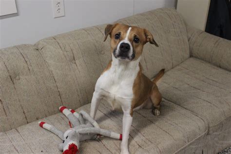 Adoptable Animals on Website | Beverly Animal Shelter