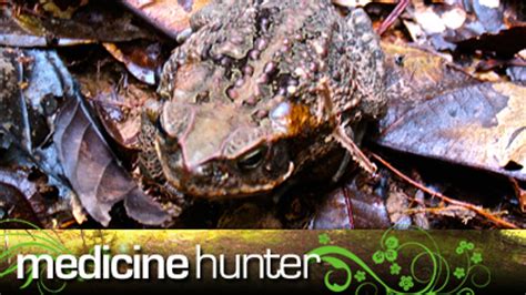 Image result for Toad Eating Duck