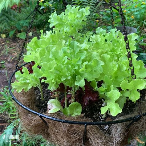 Growing Head Lettuce In Containers at Lola Goll blog
