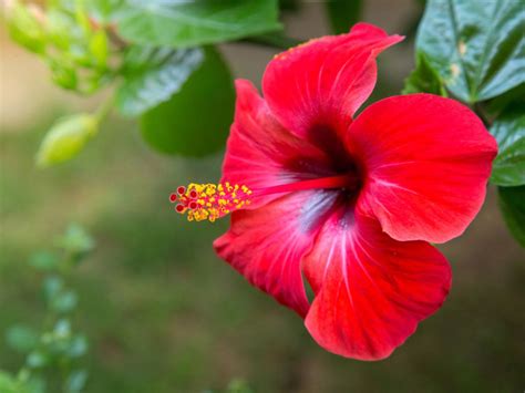 Sun Tolerant Tropical Plants: Best Tropical Plants For Full Sun ...