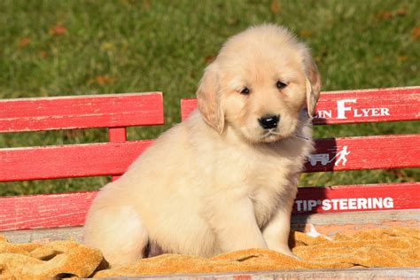 AKC Registered Golden Retriever Puppy For Sale Male Toby Millersburg ...