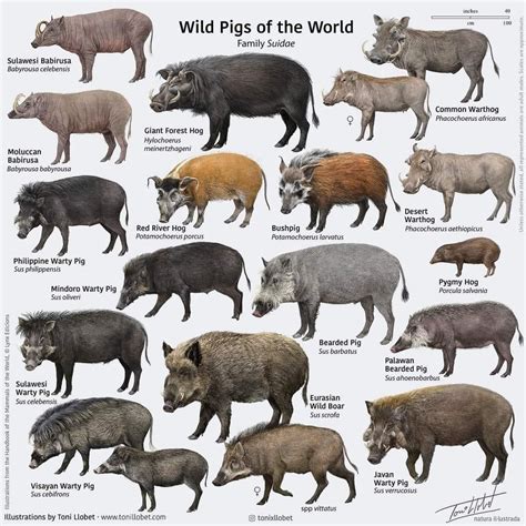 Female Pigs Are Called