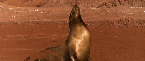 Image result for Alien Environemtn