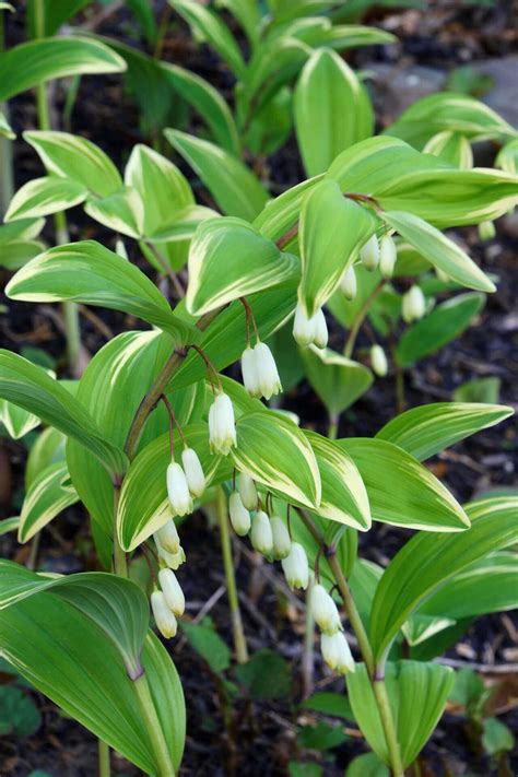 Solomon's Seal Plants On Sale. Buy 1 Get 1 Free. Fast Ship – TN Nursery