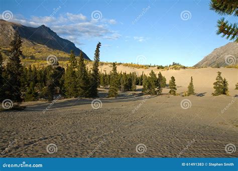 Carcross Desert, the Most Northerly , and Smallest Desert in Canada Stock Image - Image of ...