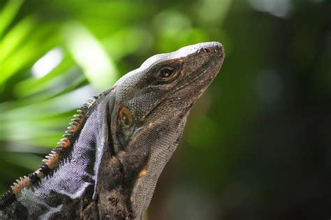 Wildlife Observation Journal: Coati, agouti, iguanas, and captive animals on a resort - Quintana ...