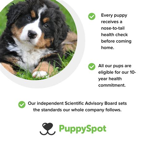 PuppySpot: Is it legit? A Real Dog Mom’s Review
