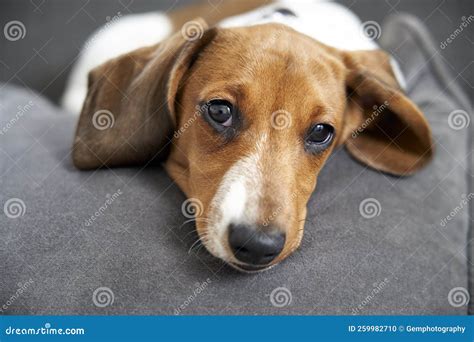 Miniature Dachshund Resting on Sofa Stock Photo - Image of cute, friend ...