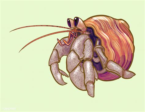 Hermit Crab Line Drawing at Susan Ellis blog