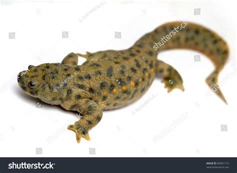 Iberian Ribbed Newt Pleurodeles Waltl Isolated Stock Photo 85841119 ...
