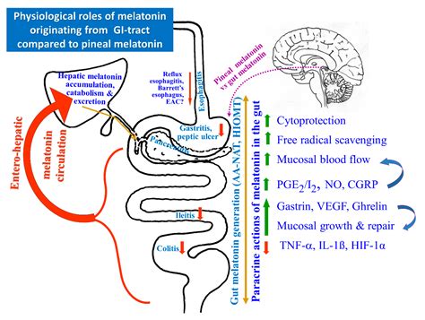 Melatonin in Prevention of the Sequence from Reflux Esophagitis to ...