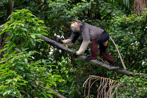Wildlife In Vietnam