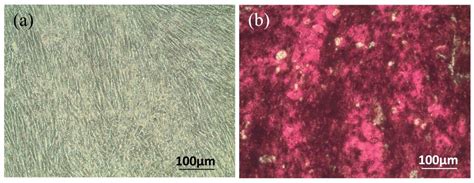 Fabrication of Low-Molecular-Weight Hyaluronic Acid–Carboxymethyl ...