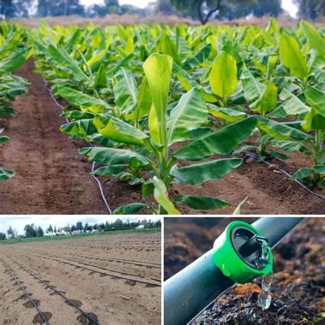 Image result for Irrigation Fertigation Systems