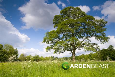 Image result for Sycamore Tree Usage