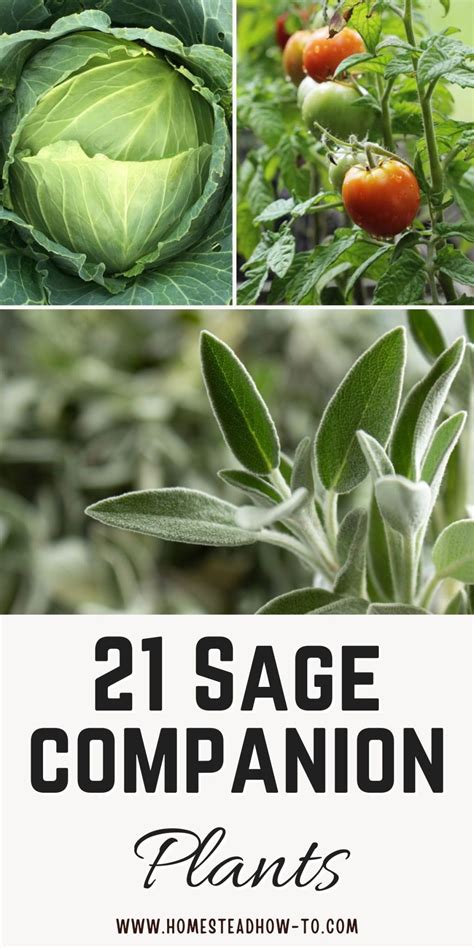 17 Companion Plants To Grow Next To Sage For Healthier, Larger Crops