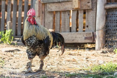 Mature chicken at farm in nature | Free Photo