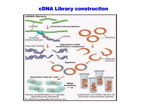 DNA Library Process 的图像结果