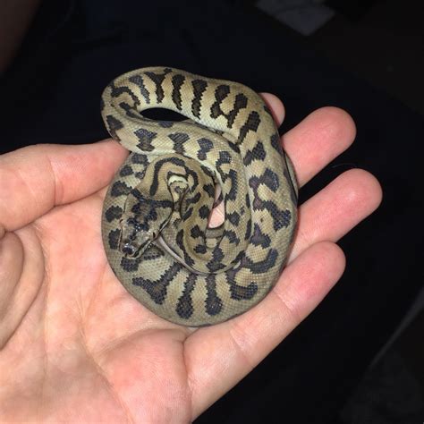 Image result for Jag Python Baby