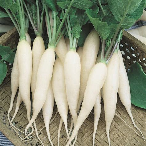 Creative Farmer Vegetable Seeds White Radish Seeds - Radish Seeds For ...