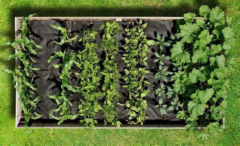 Magic Carpets: Instant Edible Gardens with Roll-out Seedsheets - Gardenista