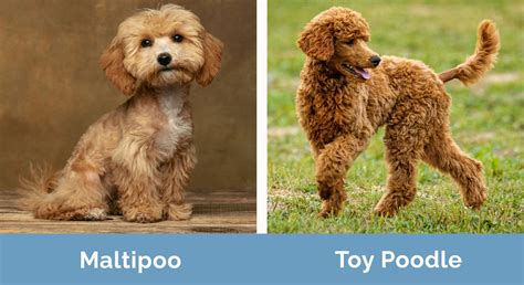 Full Grown Toy Maltipoo